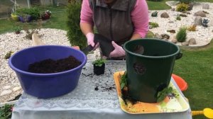 Петунии Сферика Сажаем в вёдра с отверстиями