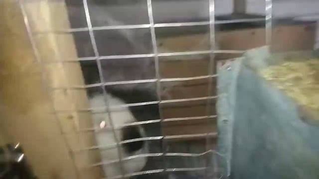 Пропойка кроленят смотреть онлайн