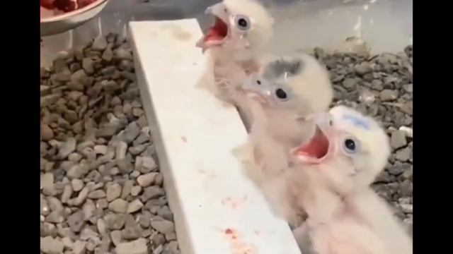 Люди Спасают Животных - Спасение Жизни Животных смотреть онлайн