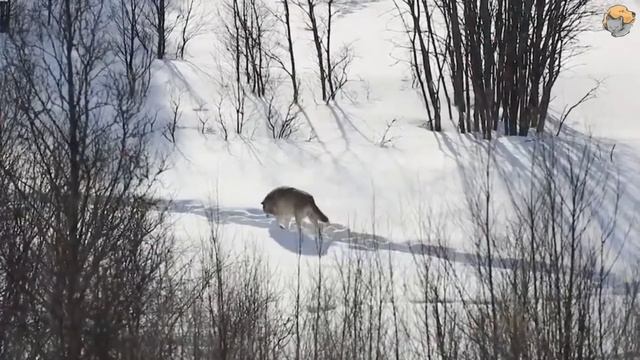 Парень кормил пойманного волка 7 дней, а через 5 лет они снова встретились... смотреть онлайн