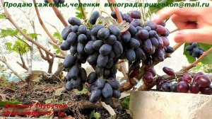 Черный кристалл. - виноград раннего срока созревания с крупной черной ягодой и приятным вкусом
