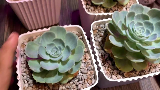 PART 3 | Beheading Succulents | Echeveria Imbricata | After 1 Month | Update! смотреть онлайн