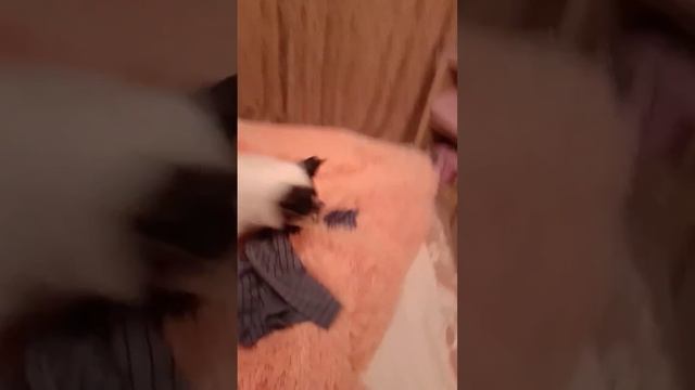 Джек Рассел терьер на охоте смотреть онлайн