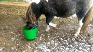 Чем кормить пони? Кормление и подкормки для пони.