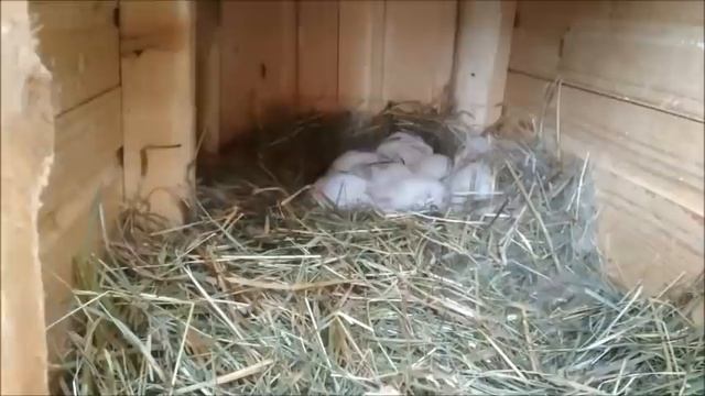 Кролики и коржики. смотреть онлайн