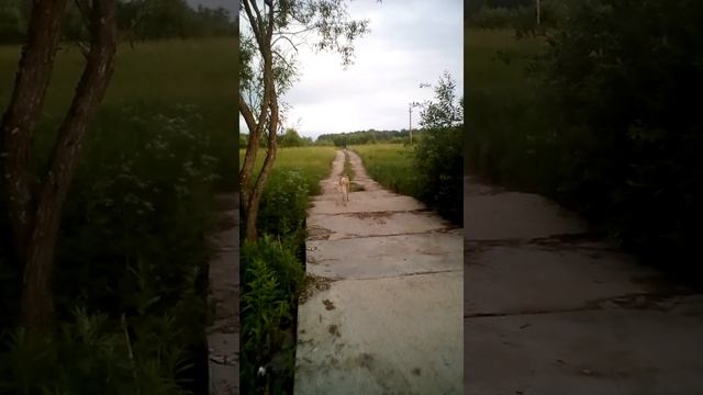 12 лет 140 см миникросс MOTAX