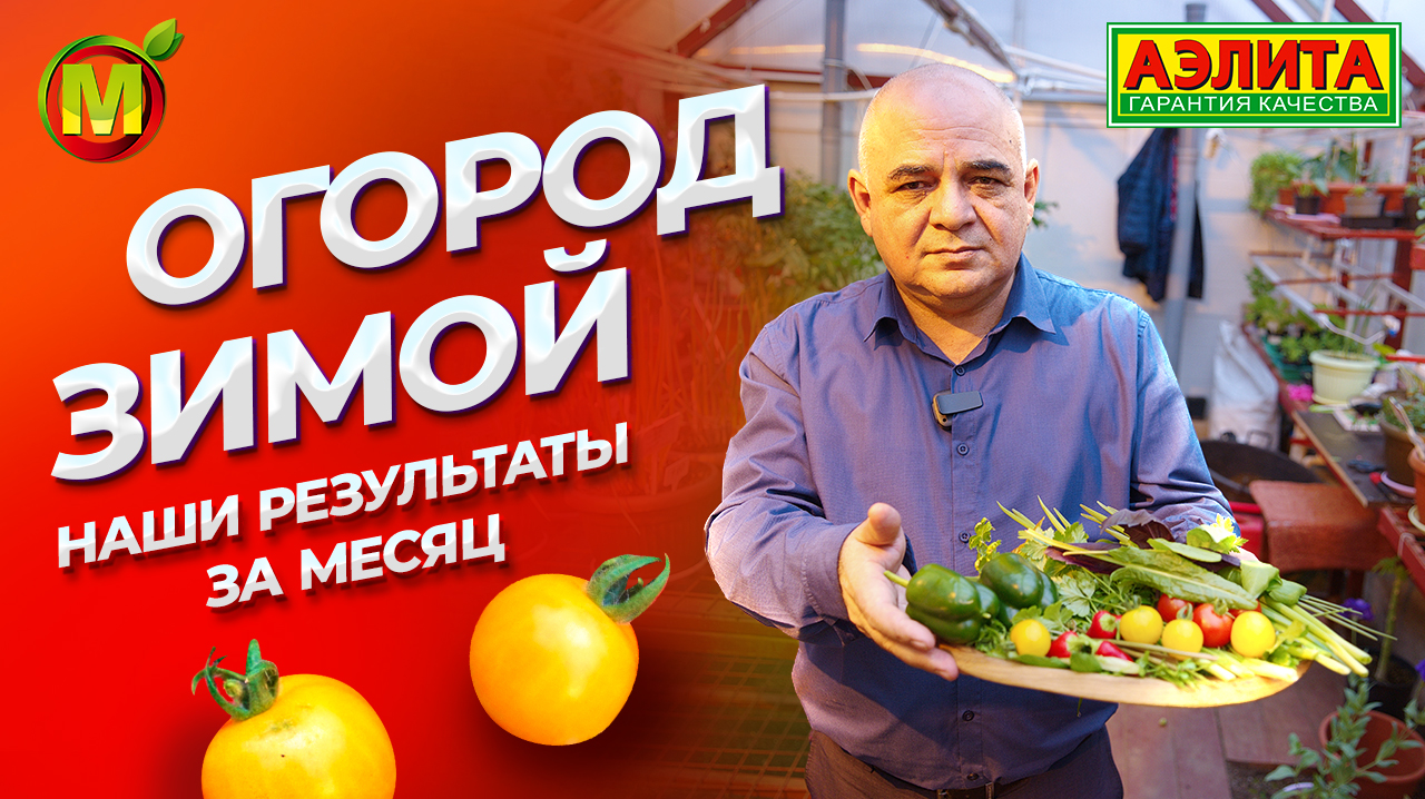 ЗИМНИЙ ОГОРОД в теплице: ЧТО у нас получилось за МЕСЯЦ? смотреть онлайн