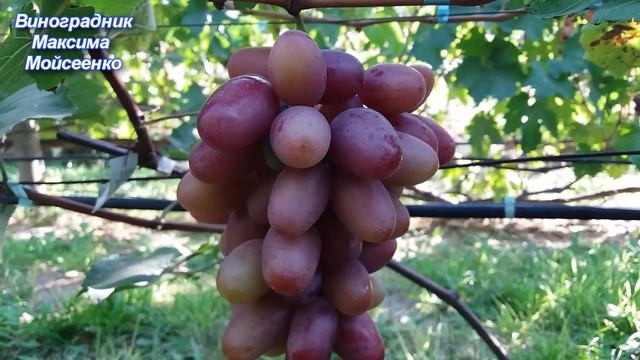 Андрей 53 и Эмилия смотреть онлайн