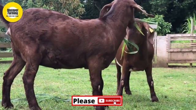 Breeding Kalahari red Caribbean Boer Goat Genetics Farm смотреть онлайн