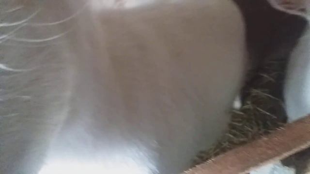 ✔Козы,тёлка,куры,свиньи//что осталось в погребе?Купить инкубационное яйцо кур и уток можно у нас