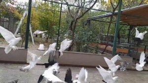 Бойные голуби. Голуби Моздока. 03.11.21 Грузия. Тбилиси