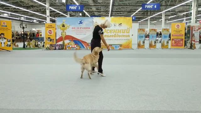Боронникова Галина голден ретривер Амберголд Джи Кей Плейфул Пери открытый класс смотреть онлайн