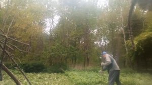 Борщевик, САМЫЙ эффективный способ избавиться