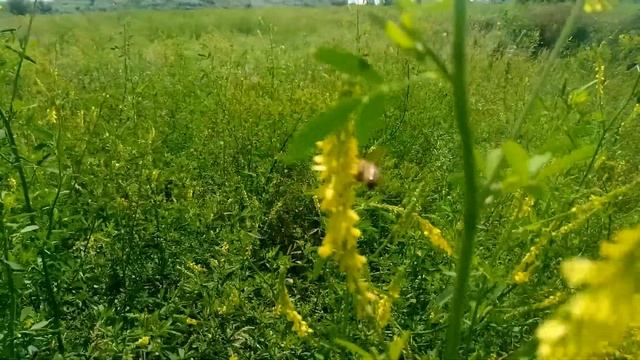 Донник желтый Буркун - Лекарственные растения. Лечебные травы смотреть онлайн