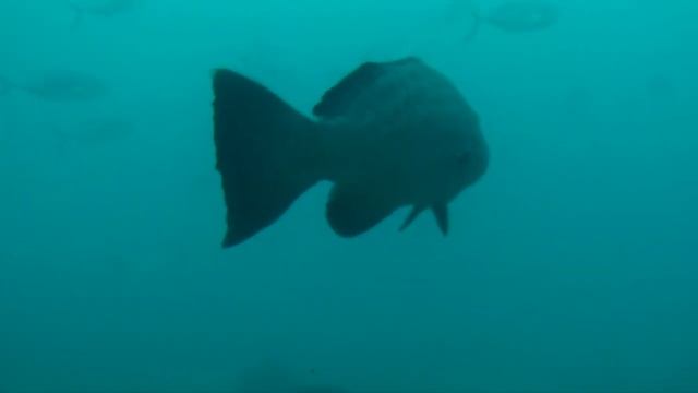Black Grouper (Mycteroperca bonaci) смотреть онлайн