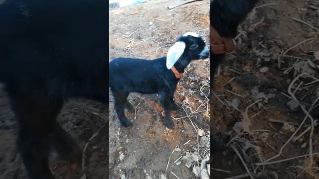 козленок родился 2 апреля смотреть онлайн