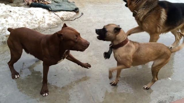 Питбуль один против двоих !!! Питбуль против Немецкой овчарки и питбуля. Защита питбуля Спайка смотреть онлайн