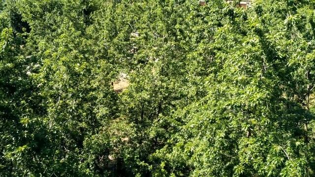 Полет ласточки...или попытка снять птиц смотреть онлайн