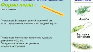 Одноклеточные организмы. 5 КЛАСС БИОЛОГИЯ