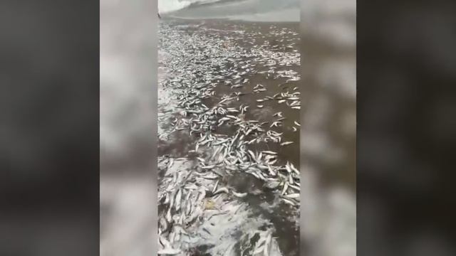 На Итурупе мешками собирают выброшенную штормом сельдь иваси смотреть онлайн