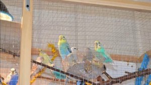 Пение волнистых попугаев 1 час.