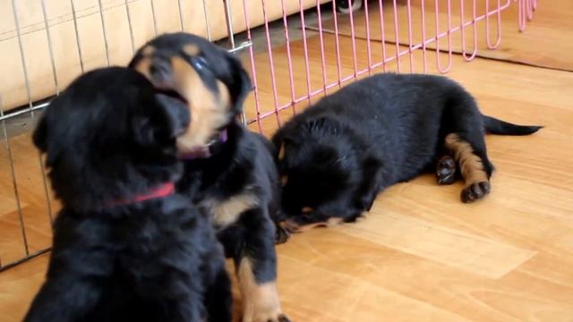 Зора и Никита щенки продажа3 смотреть онлайн