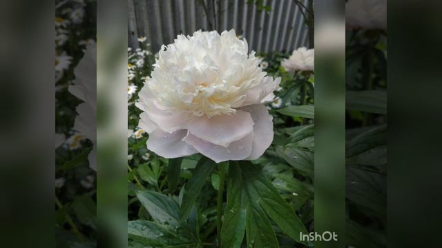 пионы Олд фейдфул . Сара Бернар. Бартзелла смотреть онлайн