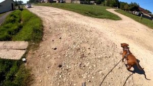 18+ НАПАДЕНИЕ ОВЧАРКИ НА ПИТБУЛЯ!!!Питбуль vs/ Атака собак/ Питбуль. Разнимаю собак.