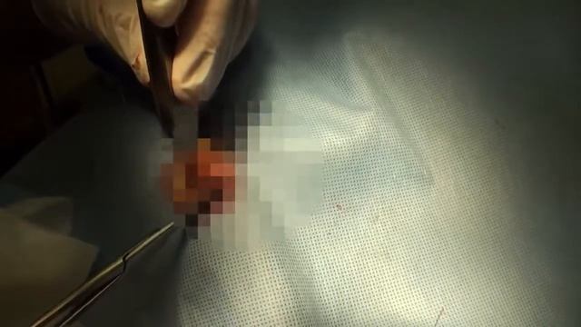 Собаке удалили глаз. Спасли жизнь щенка. смотреть онлайн