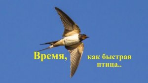 Время, как быстрая птица...
