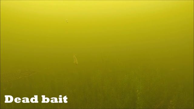 Ice Fishing DEAD Bait vs. LIVE Bait смотреть онлайн