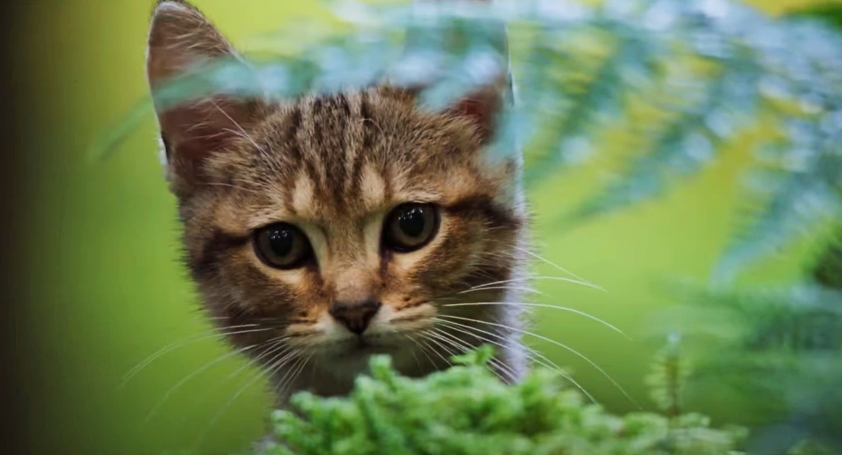 Кошачья Жизнь. Официальный Трейлер смотреть онлайн