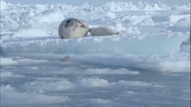 A Walk In The Arctic For Kids | Educational Video For Early Learners