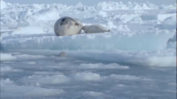 A Walk in the Arctic for Kids | Educational Video for Early Learners