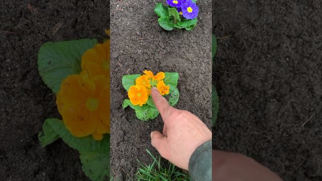 Add Primulas for winter color #gardening #garden #annuals смотреть онлайн