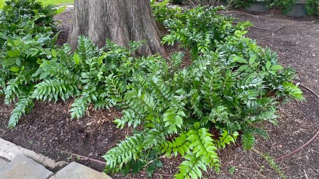 Best Plants Series - Holly Fern смотреть онлайн