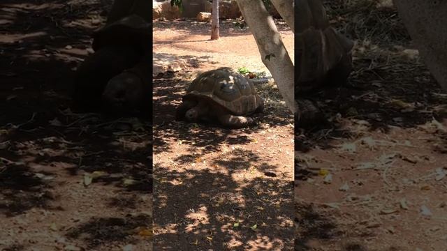 Гиганская черепаха в зоопарке, г. Пафос, Кипр / huge turtle in the zoo, Paphos city, Cyprus смотреть онлайн