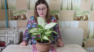 Диффенбахия ЗАЦВЕЛА! Секрет ухода, полив, пересадка БЕСПЛАТНАЯ ПОДКОРМКА для БЕШЕНОГО РОСТА растени