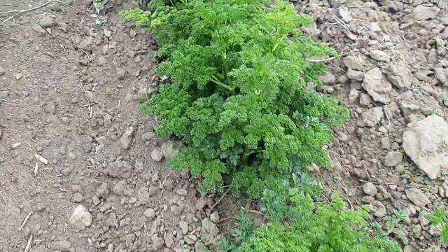 Петрушка кучерявая 2019 смотреть онлайн