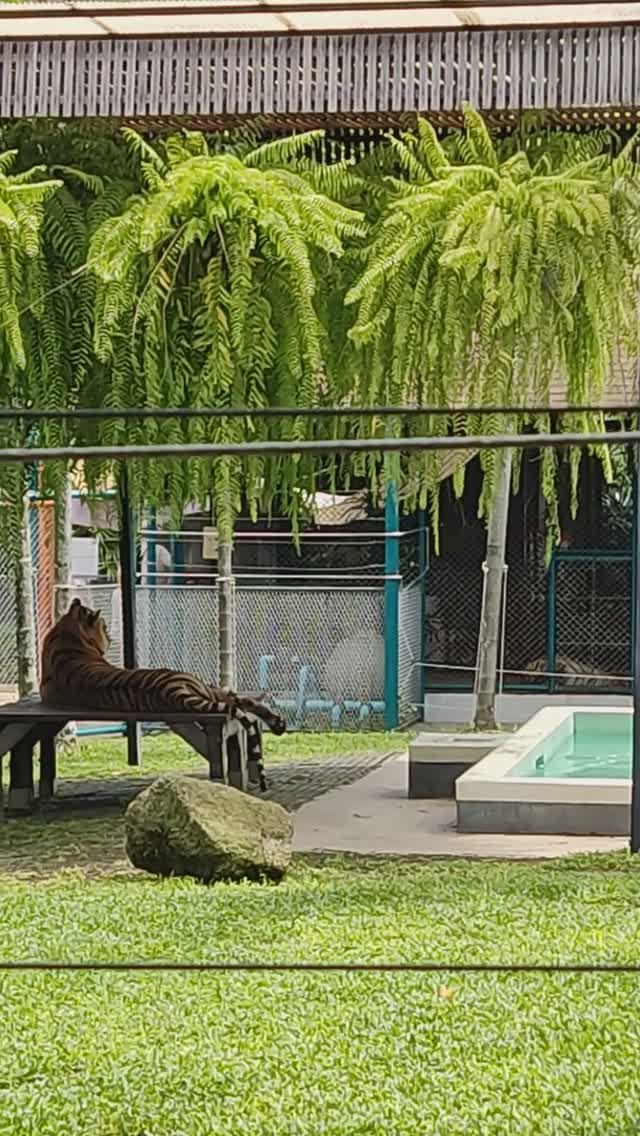 Тигр купается в бассейне. Бесплатная обзорная экскурсия Пхукет.
Таиланд 2024 за 50 тысяч руб. Тутси смотреть онлайн