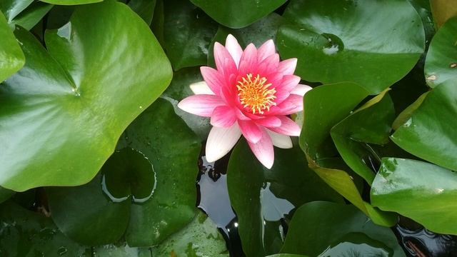 Кактусы и лотосы цветут в монастыре. смотреть онлайн