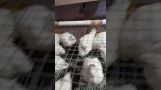 экорм Vs смоленский