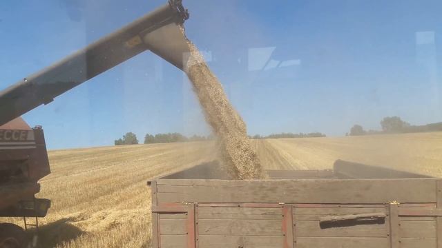 Молотим Зерно смесь(Овес,Ячмень) смотреть онлайн