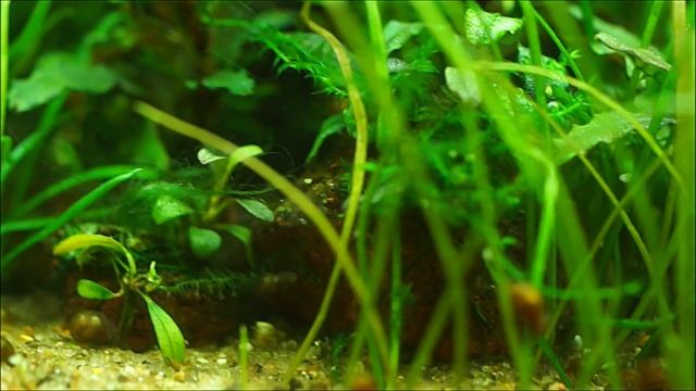 #Аквариум_15L без фильтра, без удо, без СО2. Год после запуска. Обзор. смотреть онлайн