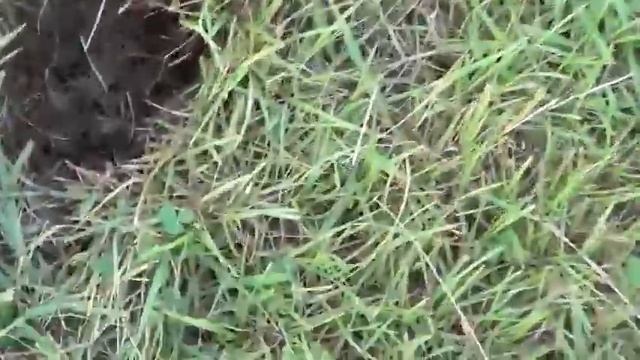 Fisher F-75 hunting a park смотреть онлайн