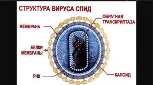 Вирусы биология 5 класс