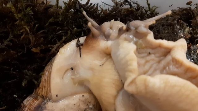 РАЗМНОЖЕНИЕ УЛИТОК?/КАКИЕ НУЖНЫ УСЛОВИЯ ДЛЯ РАЗМНОЖЕНИЯ УЛИТОК? смотреть онлайн