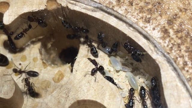 COLOBOPSIS TRUNCATA 9 МЕСЯЦЕВ СПУСТЯ смотреть онлайн