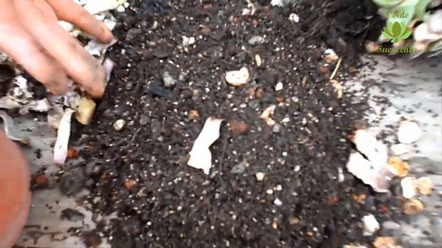 ?Para Que No Te Pase Lo Que A Mí? Con Tu SEMPERVIVUM CALCAREUM.?