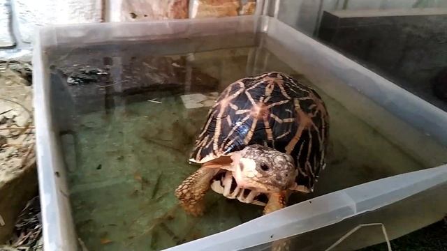 Индийская звездчатая черепаха (Geochelone elegans) смотреть онлайн